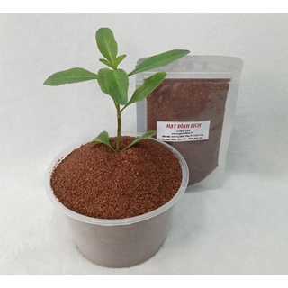 HẠT NGŨ HOA - TÚI 100 GRAM - GOM MỤN, CẤP ẨM