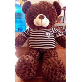 Gấu teddy