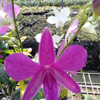 10chau lan denro cây giống