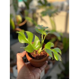 Rhaphidophora Tettra ( Montera mini Thái)