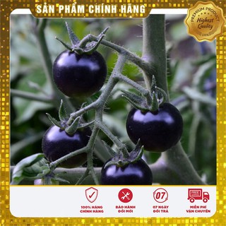 Hạt Giống Cà Chua Đen(15-20 hạt)