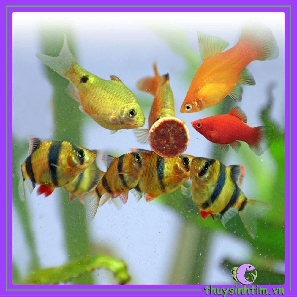 Thức ăn viên dán Luxury Mix dành cho cá cảnh