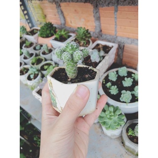 Xương rồng trứng chim