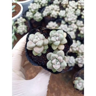 sen đá các loại sz bầu