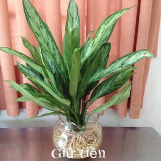 Cây giữ tiền thuỷ sinh