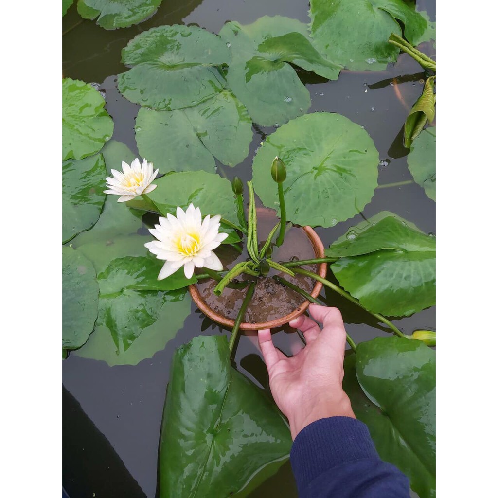 - Cây hoa súng Thái màu trắng