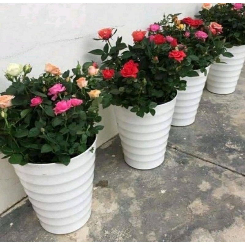 Chậu nhựa trồng cây cảnh hoa văn phòng vòng tròn- Combo 5 cái hàng công ty loại 1