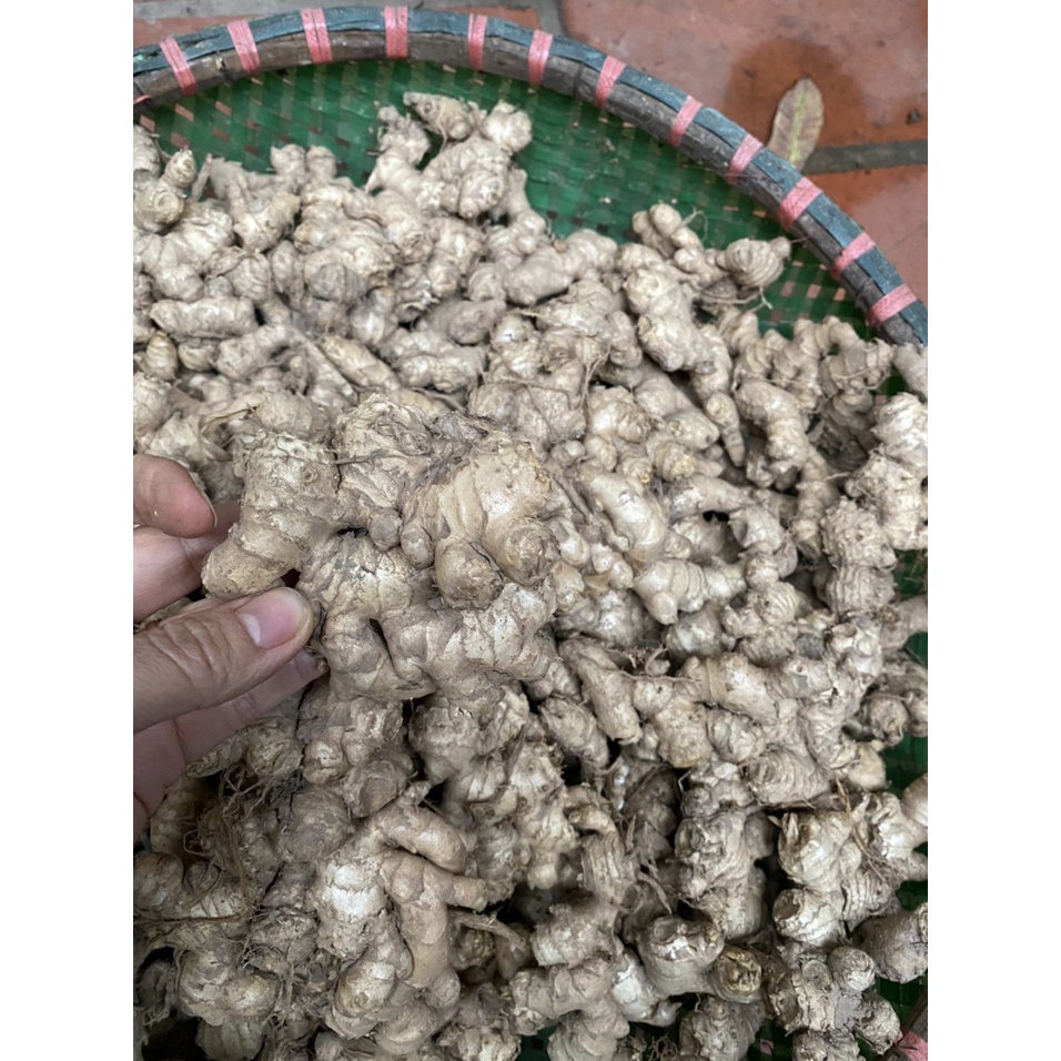 Gừng quê, cực tươi, củ to đều, cay và rất thơm - Hàng chất lượng đóng gói 500g