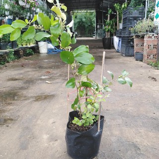 Cây Táo Ta (Cây Táo Giống)