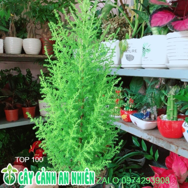 Chậu Tùng Thơm