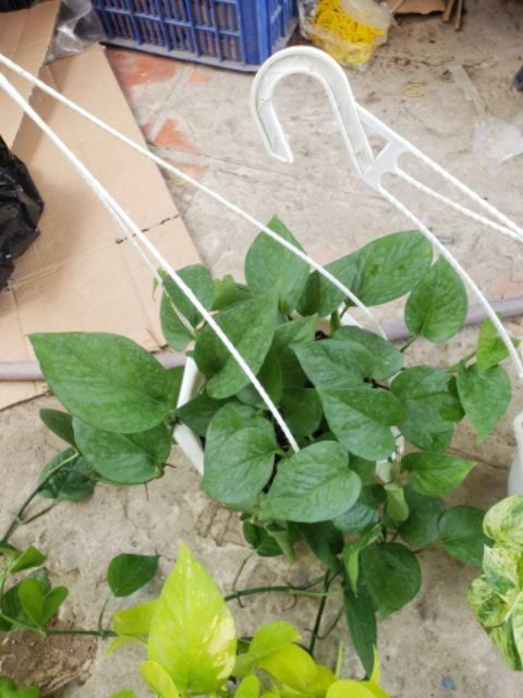 Trầu Bà Thái Vàng và  thái Xanh