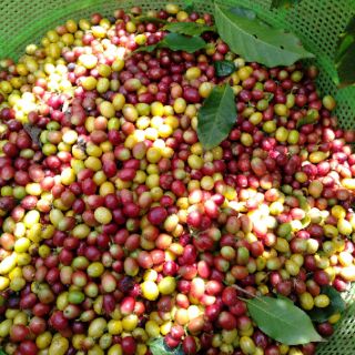 Cà phê nguyên chất Robusta Arabica rang mộc 1000g