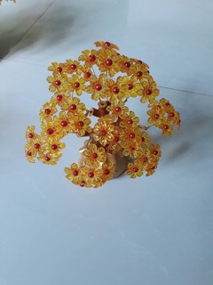 Cây kim tiền( thần tài)