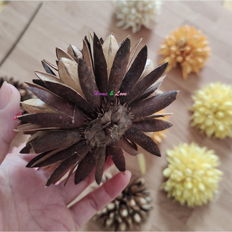 Hoa Gỗ Khô Mộc Lan/Magnolia Ball  Decor Trang trí Hoa Nghệ thuật Phong Cách Vintage