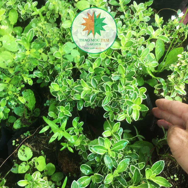 Cây giống Bạch Tuyết Mai - Cây Mã Thiên Hương