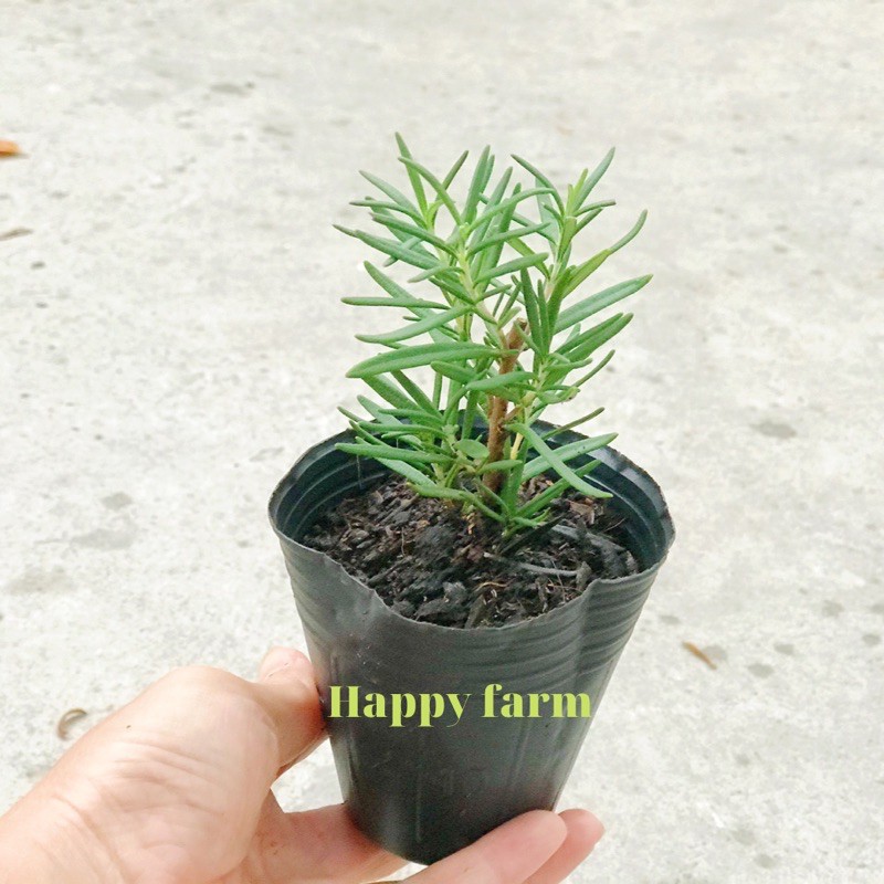 Cây hương thảo -Rosemary (hương thơm gia vị và đuổi muỗi)