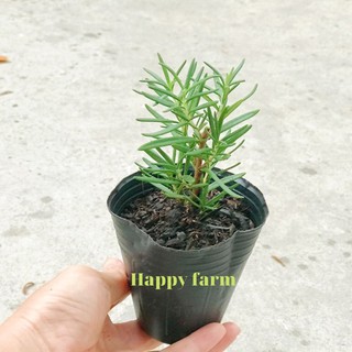 Cây hương thảo -Rosemary