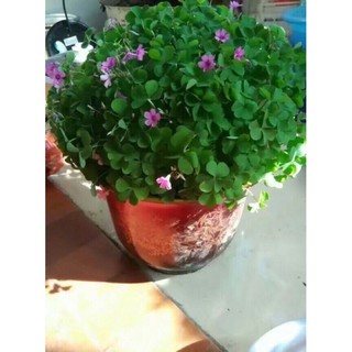 Củ hoa cỏ 3 lá may mắn