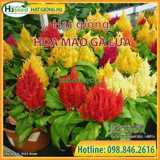 Gói 100 Hạt giống hoa mào gà lửa, hạt hoa mào gà đuôi phụng mix nhiều màu