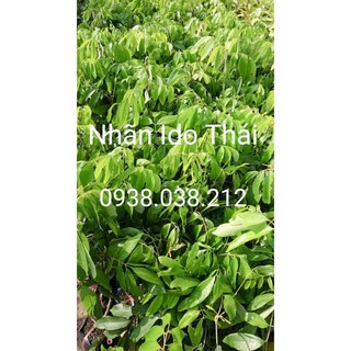 CÂY GIỐNG NHÃN IDO THÁI