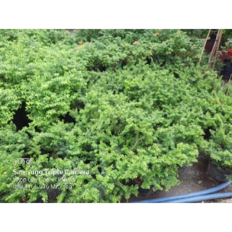 Linh Sam Siêu Bông