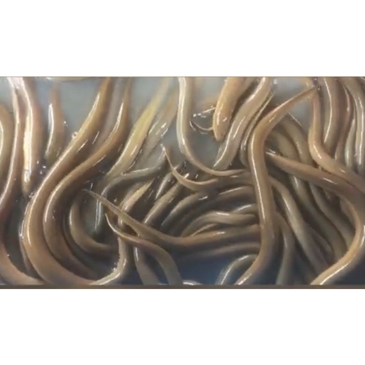 Canxi Alpha D3 - cung cấp canxi cho cá, tôm, lươn, ếch - chống còi, chống hao hụt khi thay nước - tino.officialstore