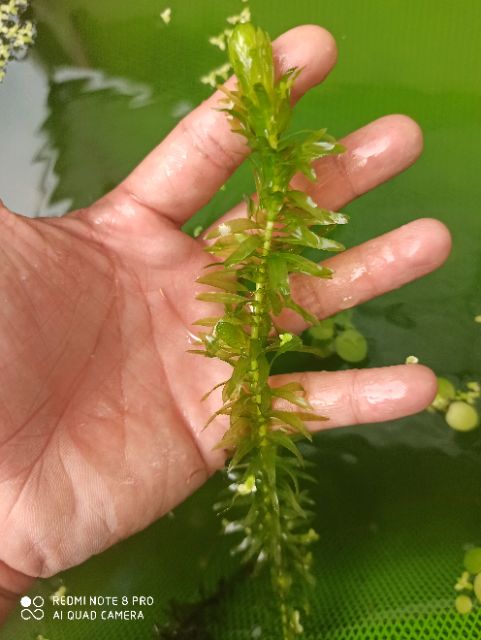 Rong đuôi chó Trung Quốc trang trí bể cá