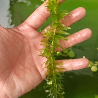 Rong đuôi chó Trung Quốc trang trí bể cá