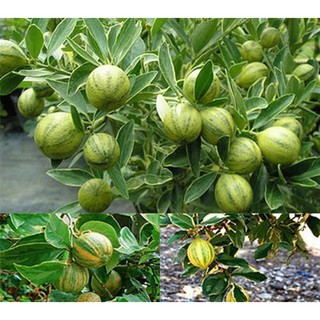 Chậu Tắc Cẩm Thạch trưởng thành - cây ăn trái dễ chăm sóc - Variegated pink lemon