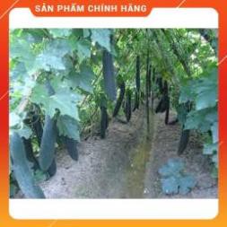 HẠT GIỐNG BÍ XANH CAO SẢN GÓI 5 GRAM