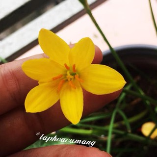 Củ giống phong huệ/huệ mưa vàng