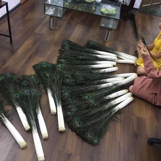Combo 300 lông công thật