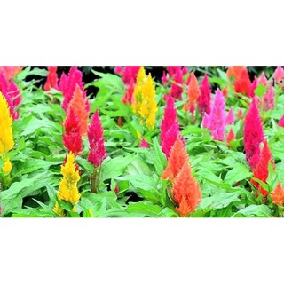 HẠT GIỐNG HOA ĐUÔI PHỤNG - MÀO GÀ LỬA