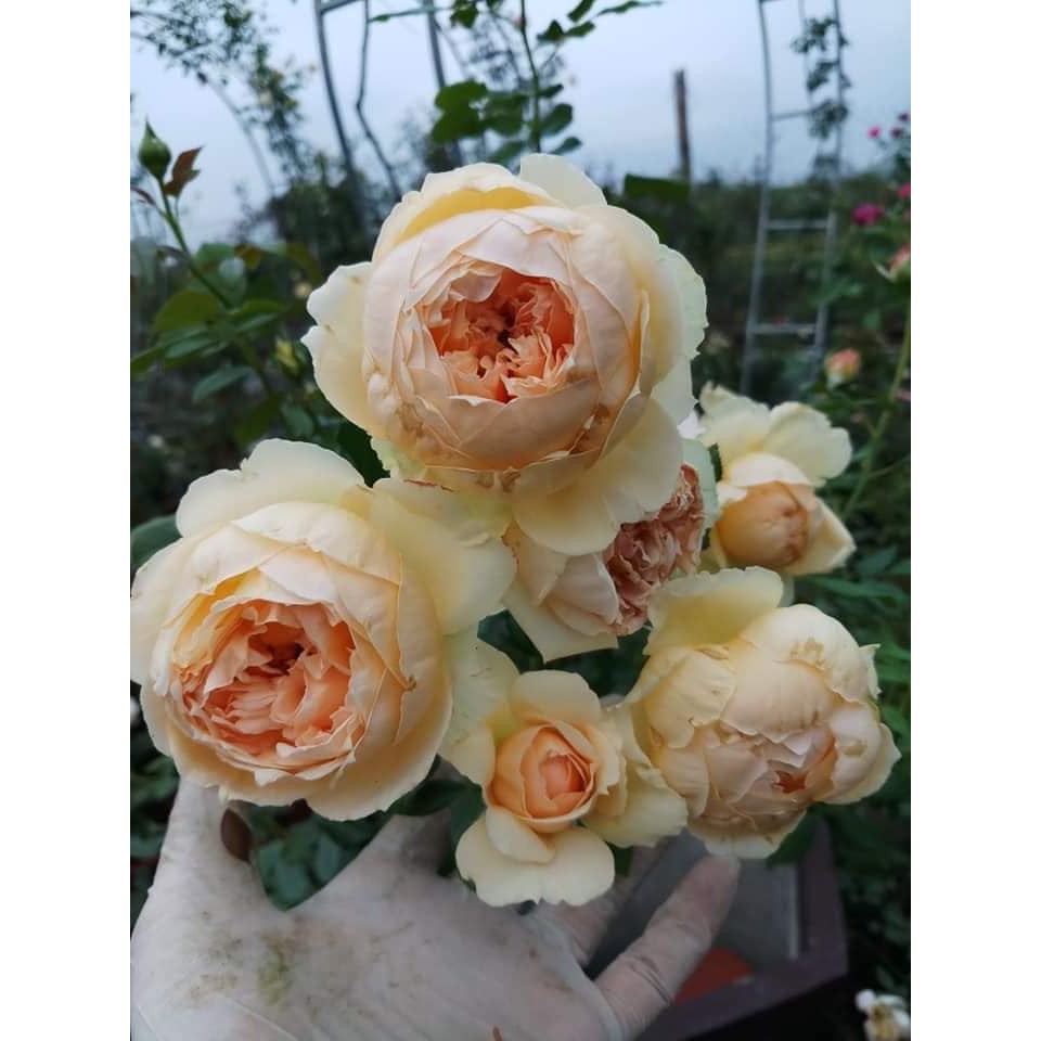 Hồng ngoại rẽ trần