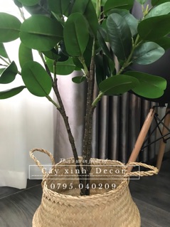 Cây Hạnh Phúc tặng giỏ cói cao cấp