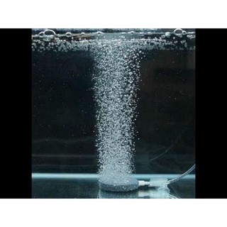 Sủi Oxy đĩa siêu mịn đường kính 4-6cm