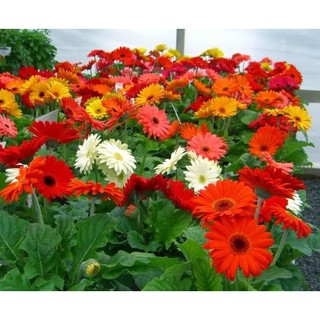 Hạt Giống Hoa Đồng Tiền kép Lùn Mix - 10 hạt