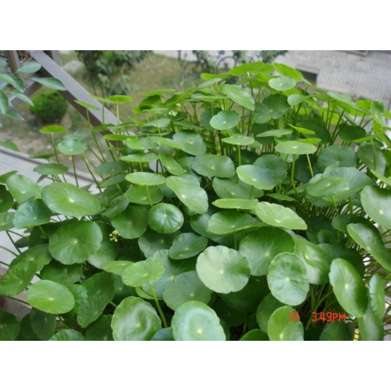 Hạt giống cây thủy sinh bán cạn rau má đồng tiền