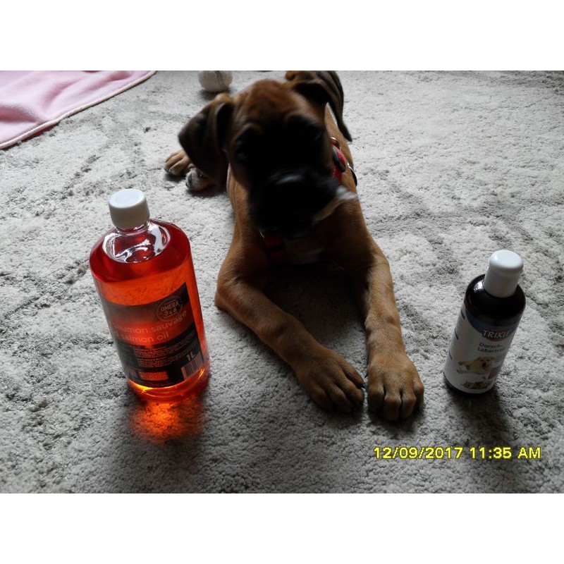 Nutri vet Dầu cá hồi nguyên chất cho chó mèo / thú cưng 1 lít