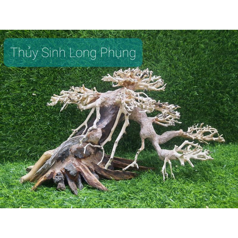 Lũa Bonsai cấy rêu