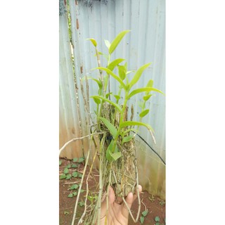 Hoa lan hạc vỹ