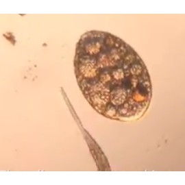 Kính hiển vi Foldscope, chính hãng