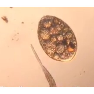 Kính hiển vi Foldscope, chính hãng