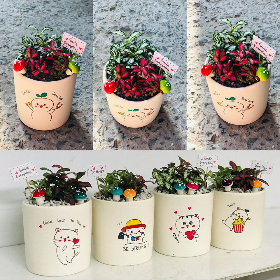 Cây cẩm nhung Fittonia, lá may mắn nhiều màu đẹp