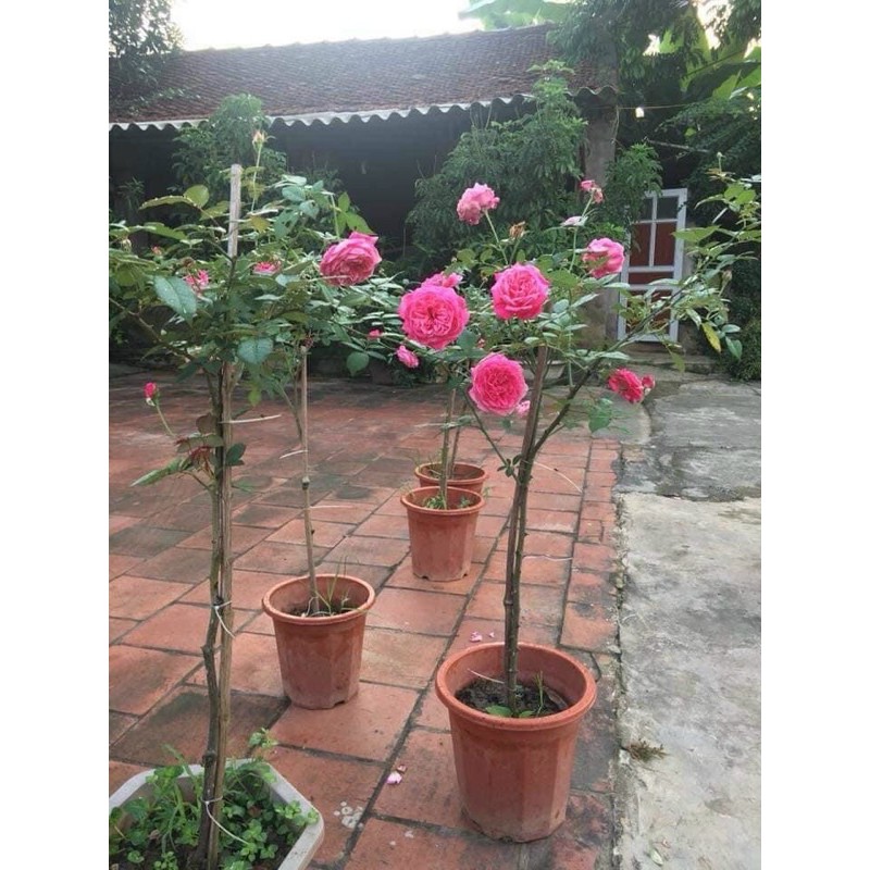 Hồng thân gỗ cành chiết tree sapa