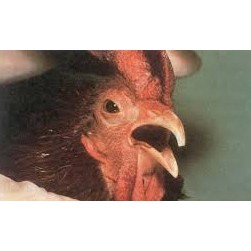 Tiltamycin 10ml Oliver