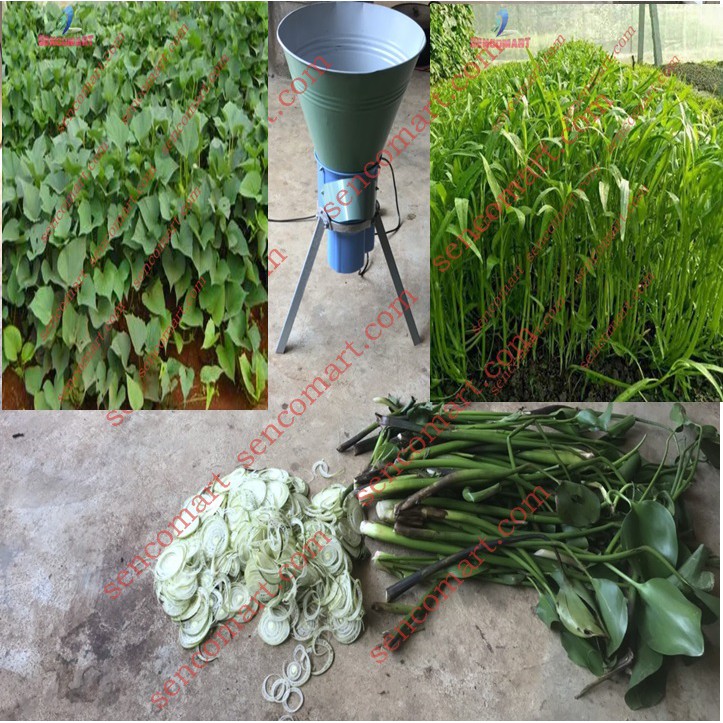 Máy xay rau muốn cho heo - cá