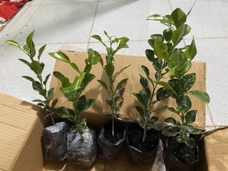 Cây chanh thái( cây chúc hấp gà)