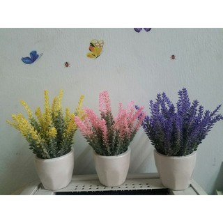 Chậu hoa lavender để bàn