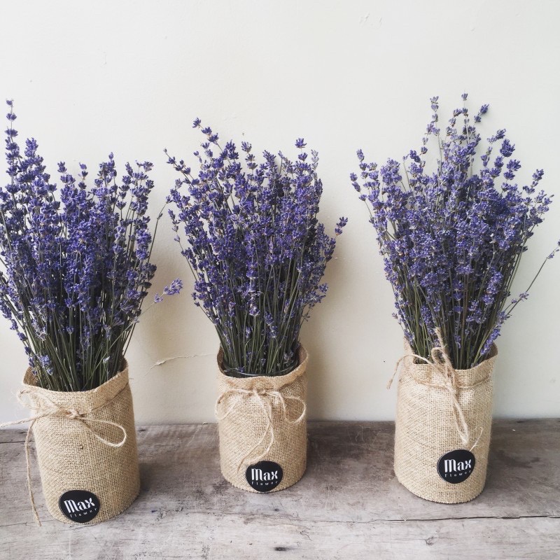 Hoa oải hương khô, Hoa lavender Pháp, Hoa khô tặng quà